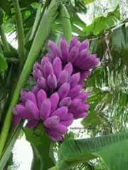 dededwar's tweet image. Kalau di tmpat qu mh ini nmanya buah pepaya kalau di tmpat klian buah apa nmanya