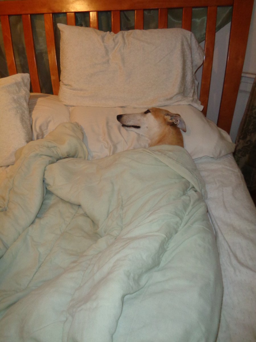 GREY2KUSA's tweet photo. Gina decided to sleep in today.  Wouldn't ALL greyhounds prefer a comfy bed to a cage? #FreetheGreyhounds https://t.co/NLY0eDHHbp
