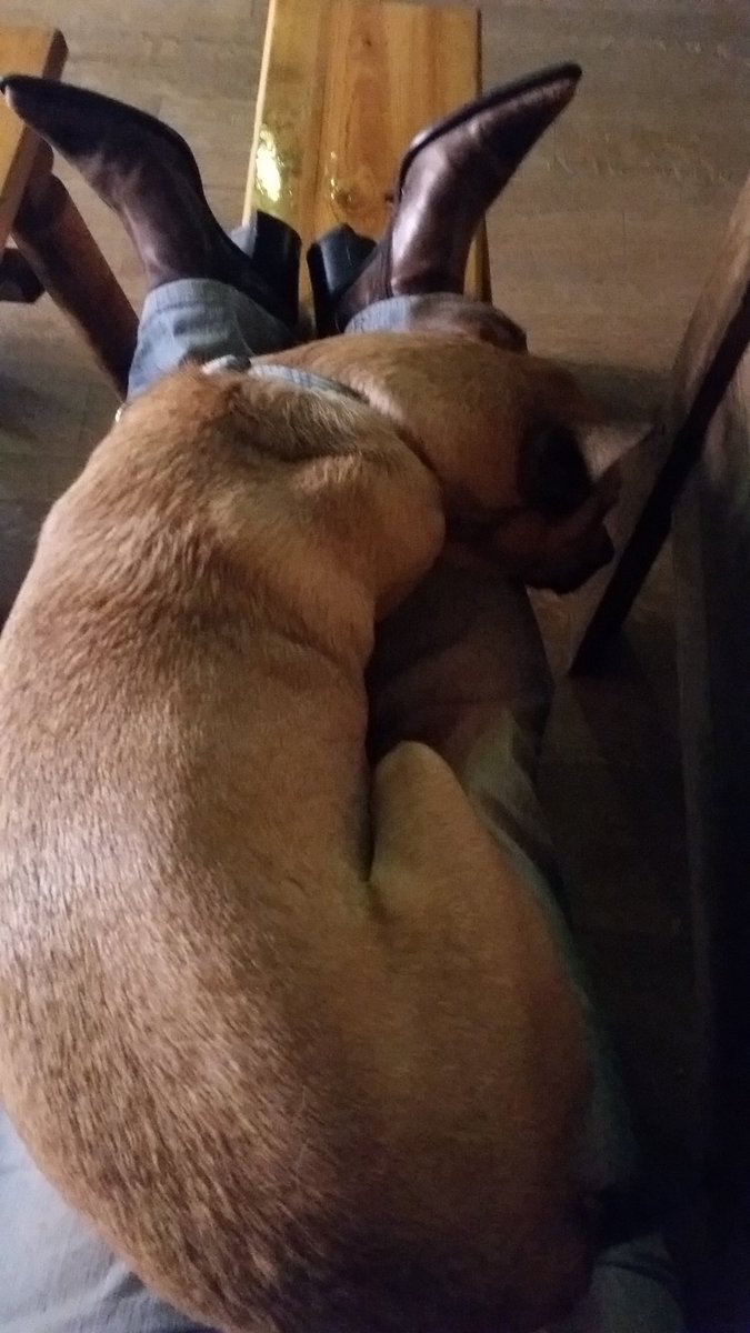 By all means Baxter, make yourself comfortable. #dogs rule #sanfrancisco #DENvsNE