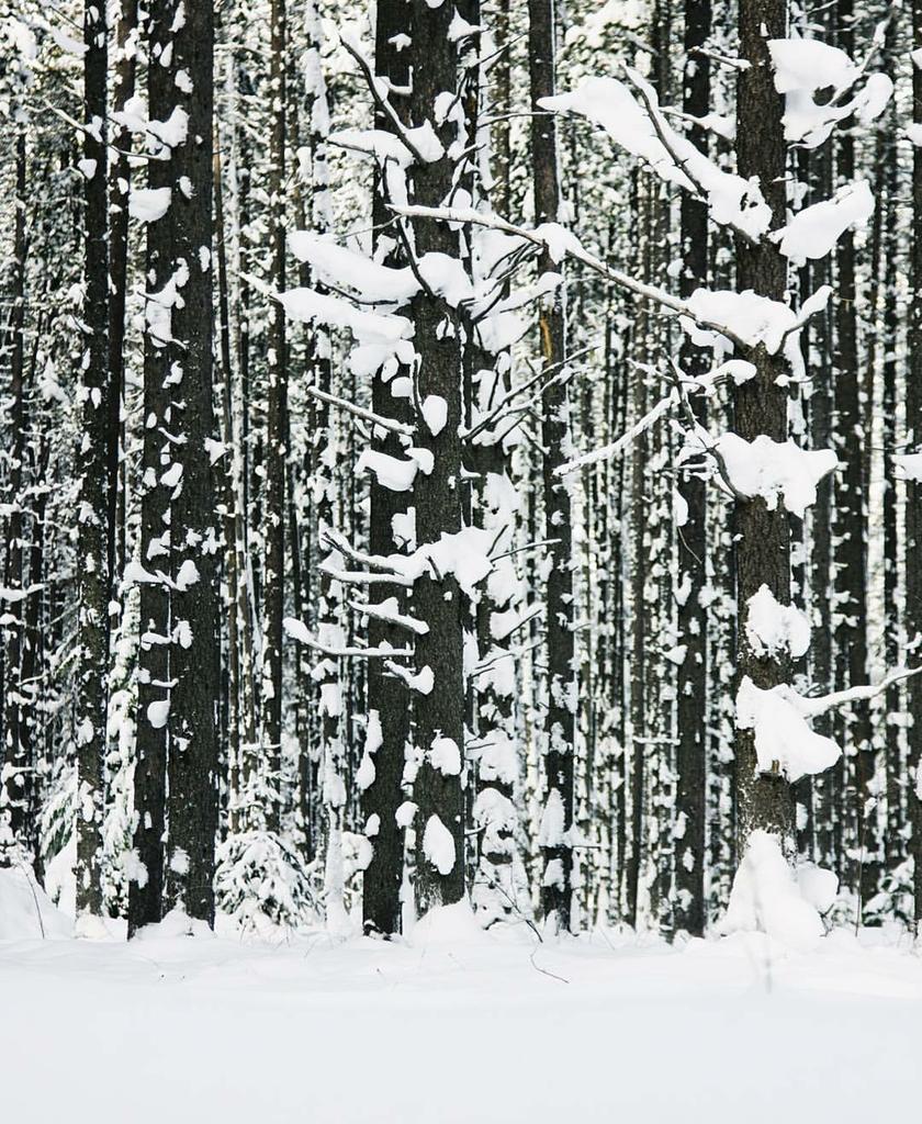 BassProShops's tweet image. Can you spot the hidden owl? 
Photo of magnificent Glacier National Park by Justin Kauffman