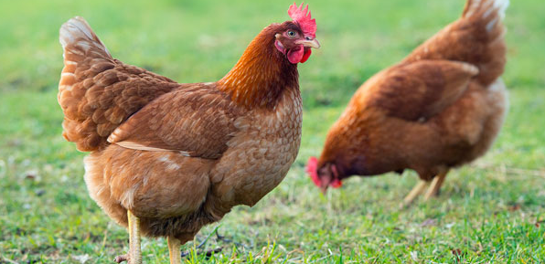 SAFEnewzealand's tweet photo. Did you know, chickens make up 98% of all live exports from NZ. Help end this cruelty! https://t.co/Tsd50tLx09 https://t.co/xXFWqw9N6H