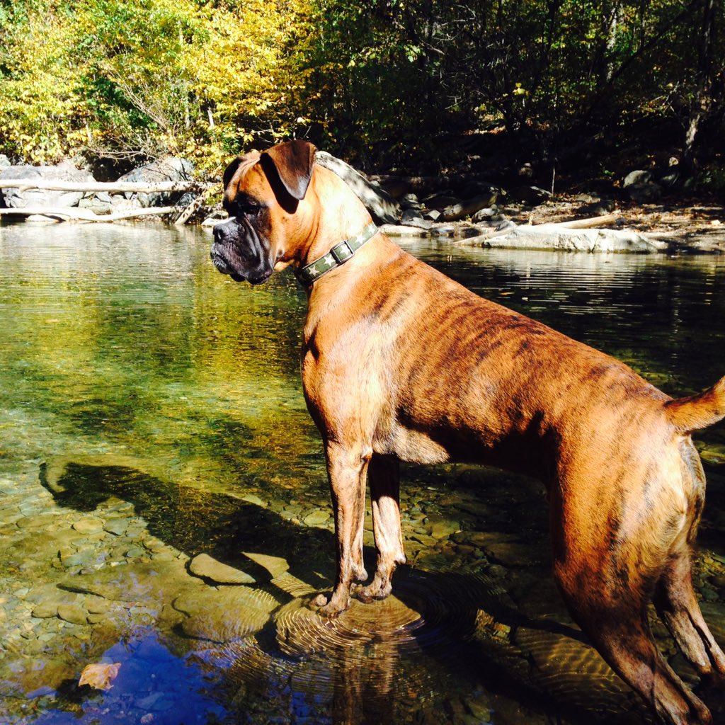 Jack_the_Boxer's tweet photo. Thinking of warmer days to come #boxeraddict https://t.co/5P4aNeWWIk