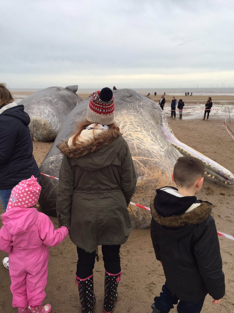 Sperm whales wash up on English beach