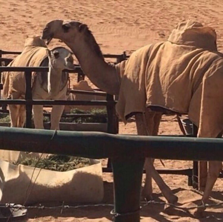 عوجان
المالك الامير محمد بن خالد بن فيصل ال سعود