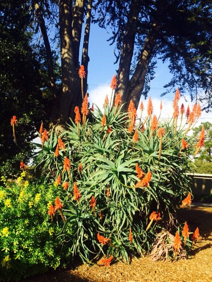 triciajosie's tweet photo. Loving my giant Aloe and Monterey Cypress #tpics https://t.co/o1Ue8G4Oid