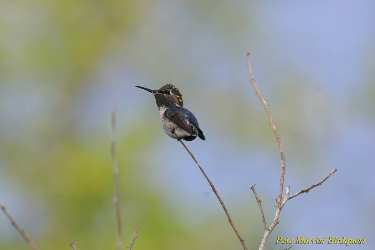 SmolHummingBird's tweet image. Smol