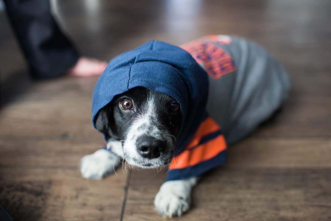 FallPhoto's tweet photo. Zero knew the #Broncos were going to win all along #SuperBowl50 https://t.co/4S1VCvog5c