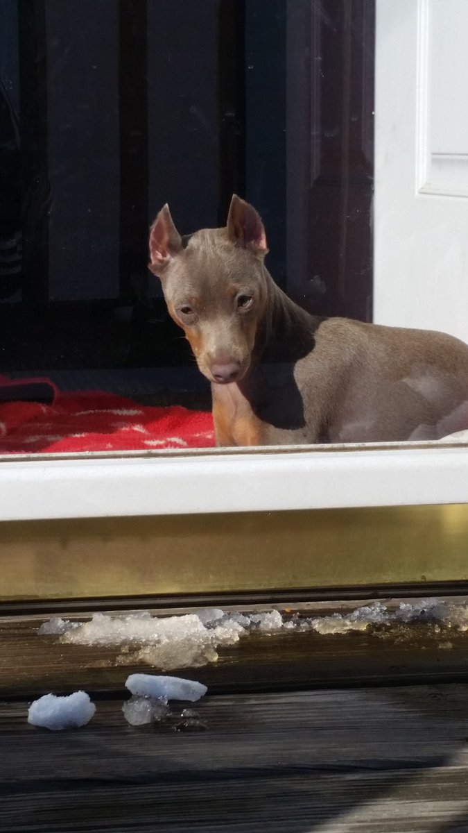 TGodwin72's tweet photo. #Hazel #minpin #fawncolored #puppy #tiny #crazyass #chillin #mypuppers #puppylove #myheart https://t.co/l117QHj3Rc