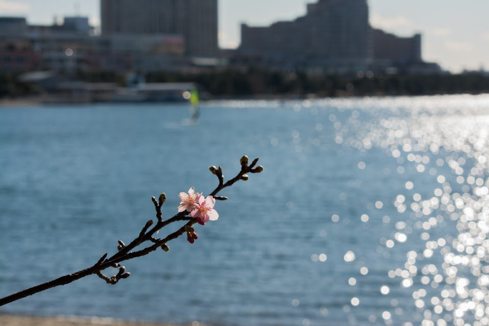 お台場海浜公園 公式 お台場海浜公園では 河津桜が咲き始めました お花見にお越しの際は 暖かい服装で お越しください お花見 お台場 桜 Rt希望 T Co Qj7dk4yvka Twitter お台場海浜公園 公式 お台場海浜公園では 河津桜が咲き始めました お花見にお越しの際は 暖かい服装で お越しください お花見 お台場 桜 Rt希望 T Co Qj7dk4yvka Twitter