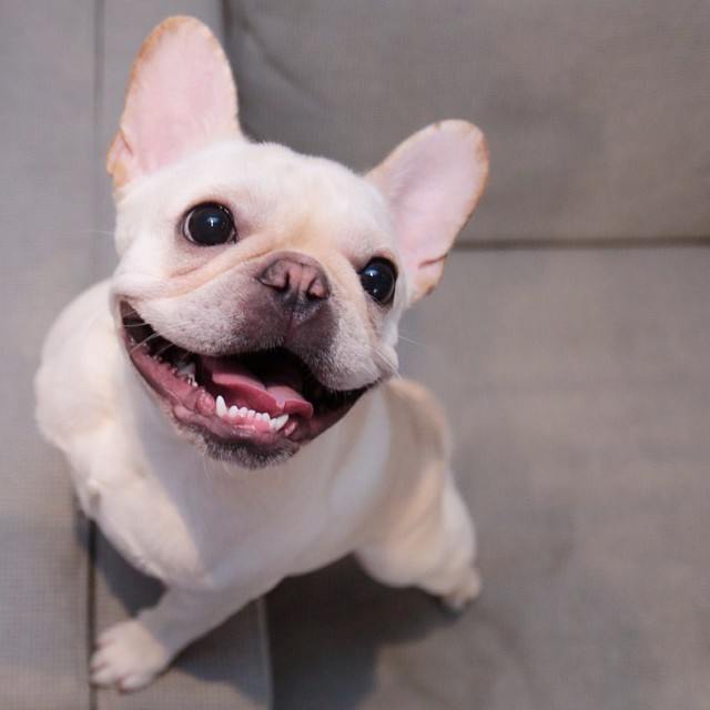 frenchiebot tweet picture