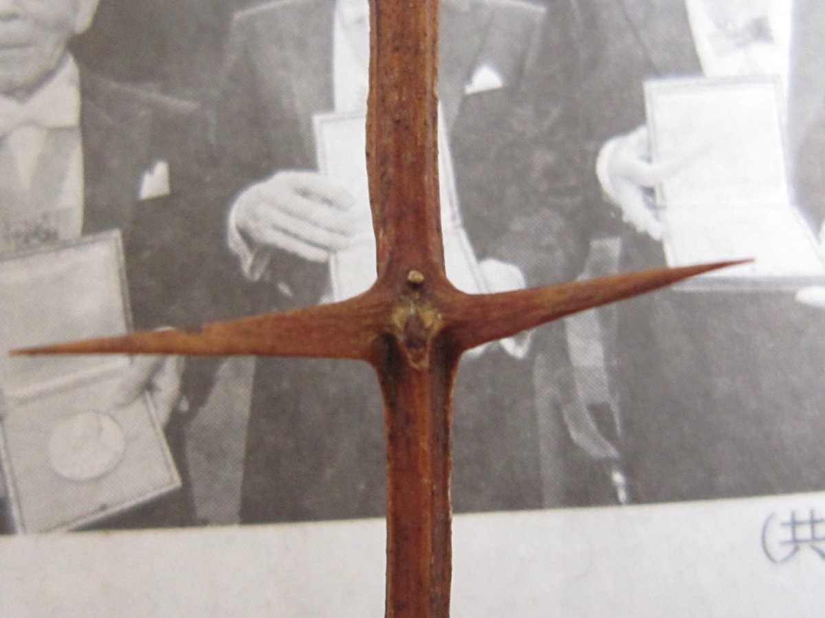 楽樹 ニセアカシアの冬芽 トゲがあるものは牛乳パックに入れて持ち運ぶと痛い思いをせずに済みます 冬芽 T Co Cyz2zhuva2