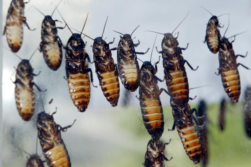 Newsweek's tweet photo. Bronx Zoo to offer highly romantic Madagascar hissing cockroaches for Valentine's Day https://t.co/TMGSlzxEz8 https://t.co/FUldfHd5Xi
