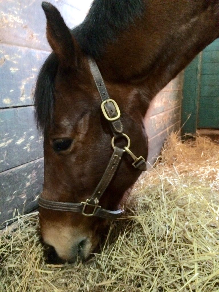 Tea Hill Stable (TeaHillStable) Twitter