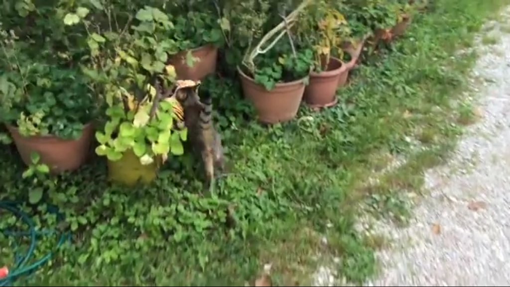 worldcattitude's tweet image. It's sparked a debate abt #catprivilege, #doublestandards #thecutenessdefense &amp;amp; #speciesism facebook.com/uniladmag/vide…