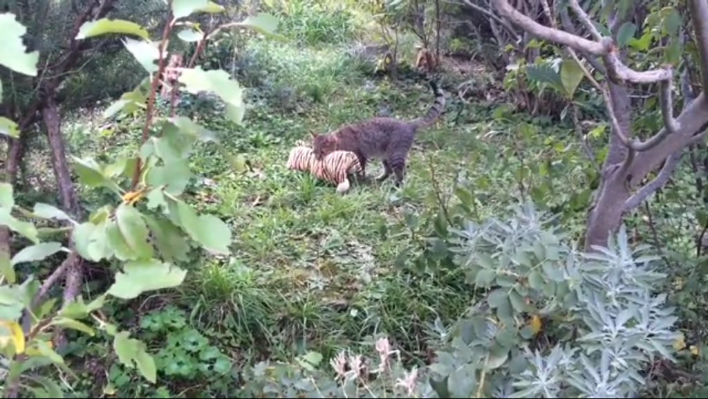 worldcattitude's tweet image. It's sparked a debate abt #catprivilege, #doublestandards #thecutenessdefense &amp;amp; #speciesism facebook.com/uniladmag/vide…