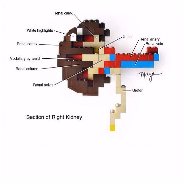 mosaiced_'s tweet photo. #medstudent #medschool #foamed #usmle https://t.co/1h9DYmoSpv