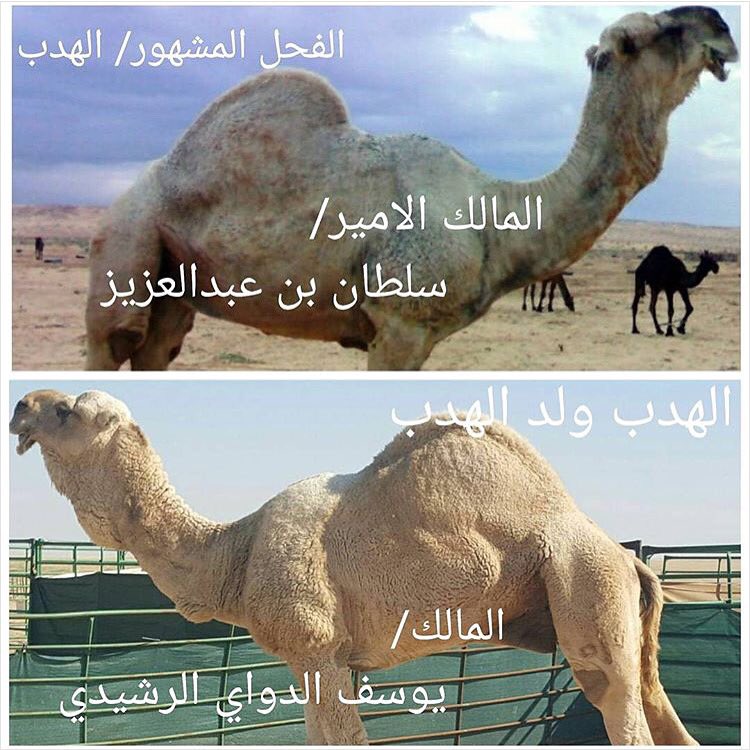 ولد الهدب المالك يوسف الداوي الرشيدي