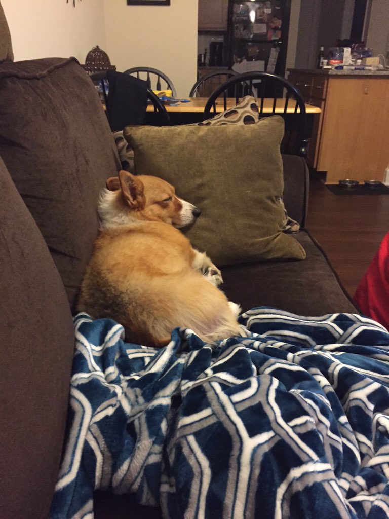 NemoDaCorgi's tweet image. NAP TIME FOR 16 HOURS OF THE DAY LOLOL