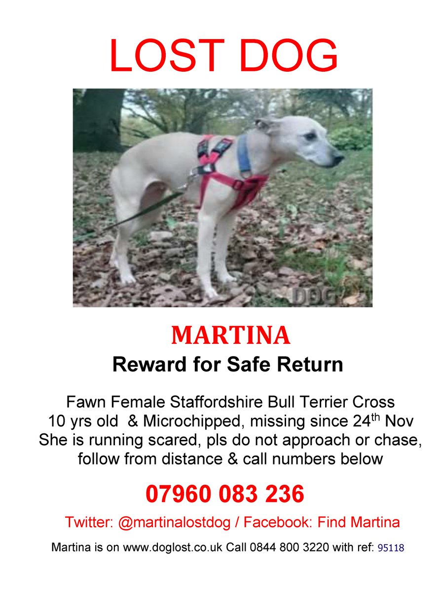 judysale23's tweet photo. STILL MISSING 💔 FOREVER MISSED 💔NEVER GIVE UP HOPE @martinalostdog IF YOU HAVE ANY INFORMATION PLEASE SAY SOMETHING https://t.co/xVXtOG9nn5