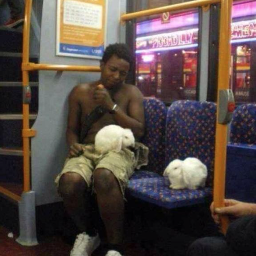 TheStudentFeed's tweet image. You haven't truly been out of your face until you wake up topless, on a bus, with two rabbits.