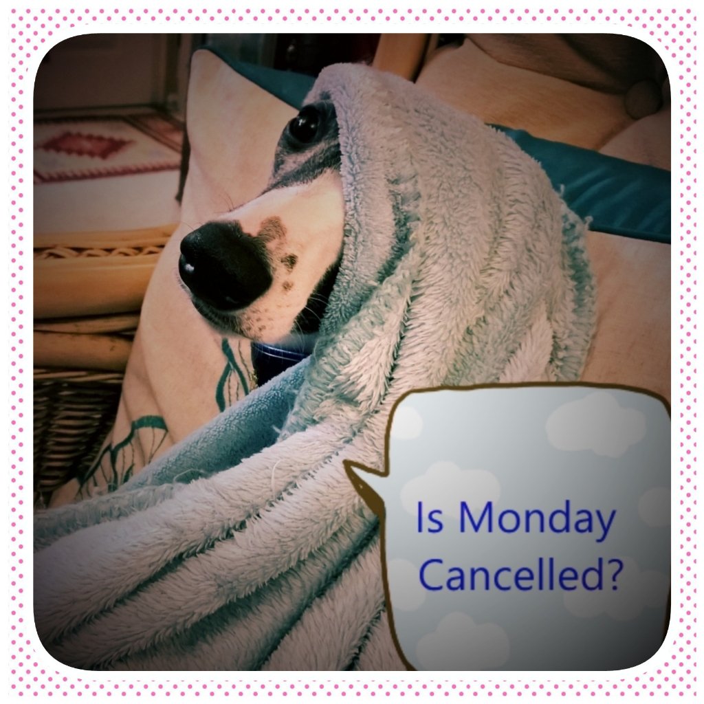 RedpawProducts's tweet image. Have a good week 😊 @Wellpetltd @VictoriaS @TheGoodDogGuide @devonbusinesses @SpanielHarry @naturesmenu @ArdenGrange