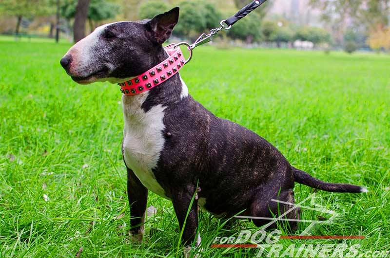 fordogtrainers's tweet photo. RT: #Bullterrier in a #pinkdogcollar #leathercollar #Bull #Terrier #EnglishBullTerrier #dogsoftwitter #dogsupplies https://t.co/MBlwAKeQdf