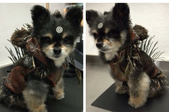 LexaWarrior's tweet image. Nuestro perro @iBecaMitchell