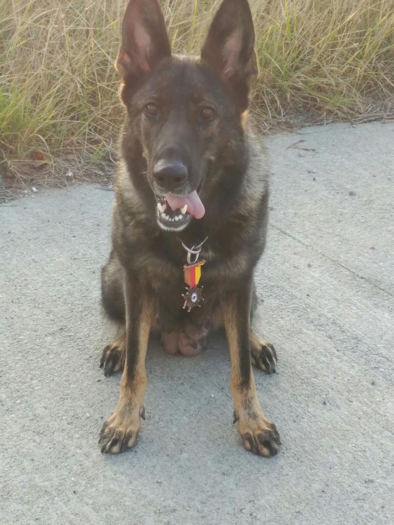 Medalla al merito Policial a la Unidad Canina de la Policía Municipal de Girona #k9 #Unidadcanina