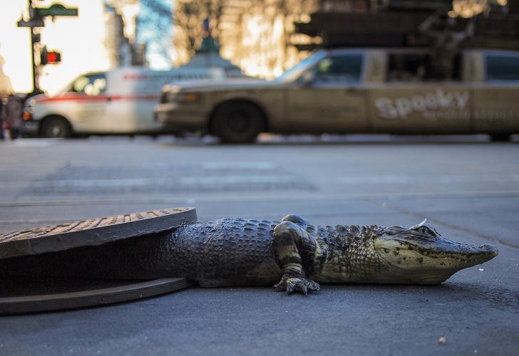 Conoce los riesgos de la pocería, cocodrilos en las alcantarillas
#cocodrilos #alcantarillas
valencia-desatascos.com/poceros-valenc…