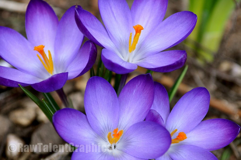 RT_Graphics's tweet image. Spring is just around the corner. Why not put it on your wall too?
rawtalentgraphics.co.uk/product/purple…