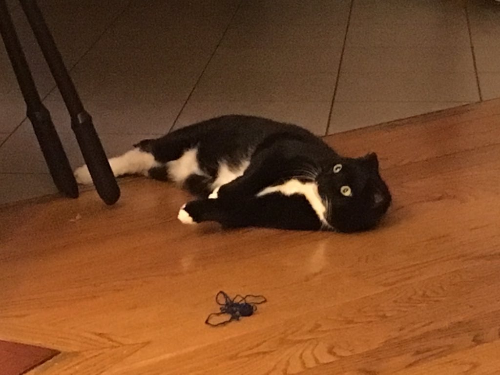 Gifford Cat Shelter on Twitter "Gifford alumna Coffee was pretty