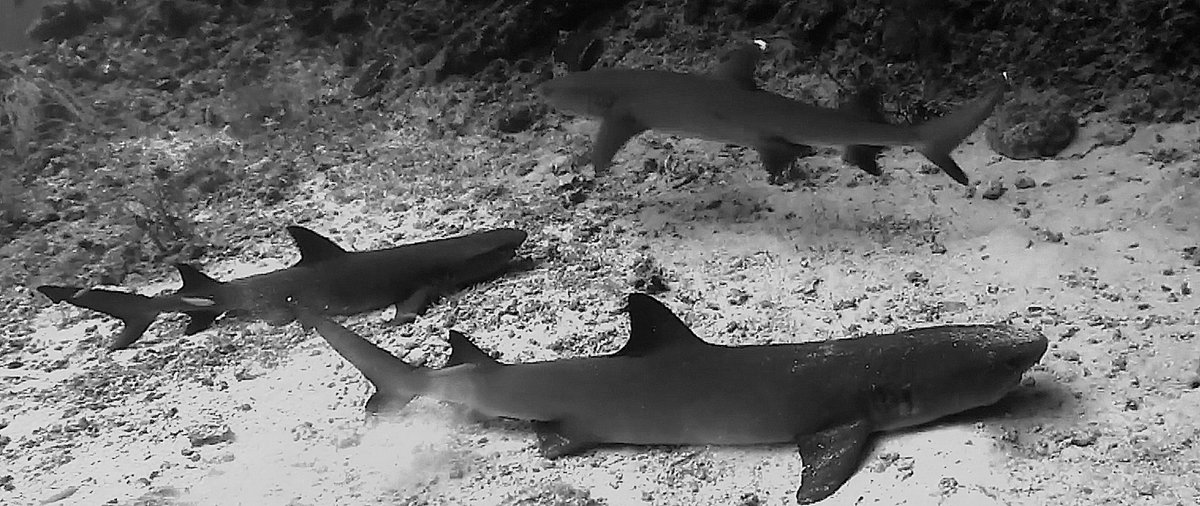 BigBoxfish's tweet photo. @DrIanMcLeod Thanks for following #bigboxfish. Watch our film on: https://t.co/tCuOIrqxR4 Next #Maldives https://t.co/Mn83gmpVtN