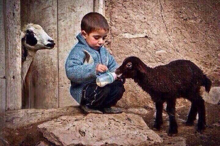 قالوا يا رسول الله وإن لنا في هذه البهائم لأَجْرًا؟
فقال: (في كُلِّ كَبِدٍ رَطْبَةٍ أجْرٌ). البخاري ومسلم