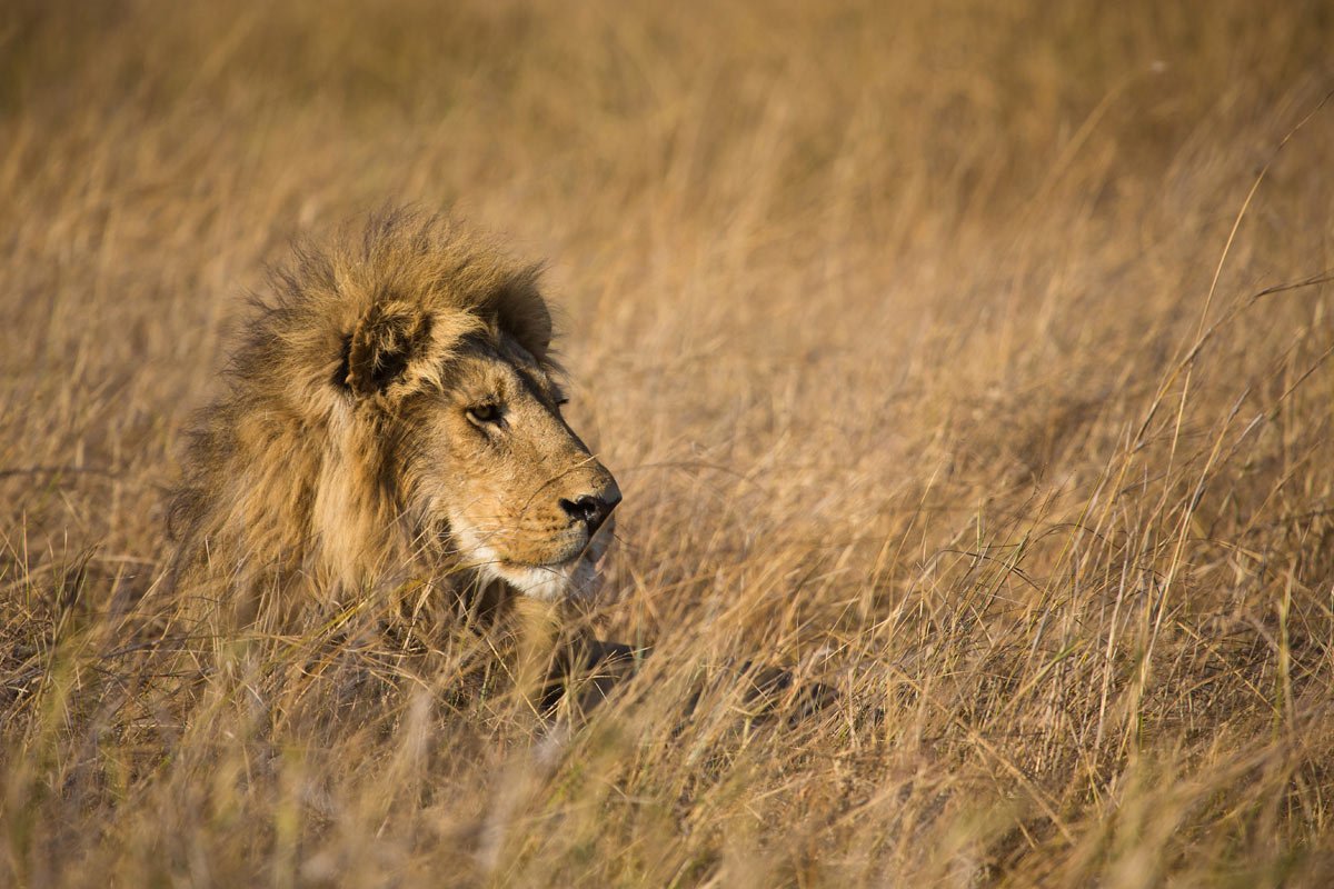 GeographicalMag's tweet photo. Last week, the US took a vital step towards saving dwindling lion populations https://t.co/ybpRzhZCD5 https://t.co/CACaG6qwLq