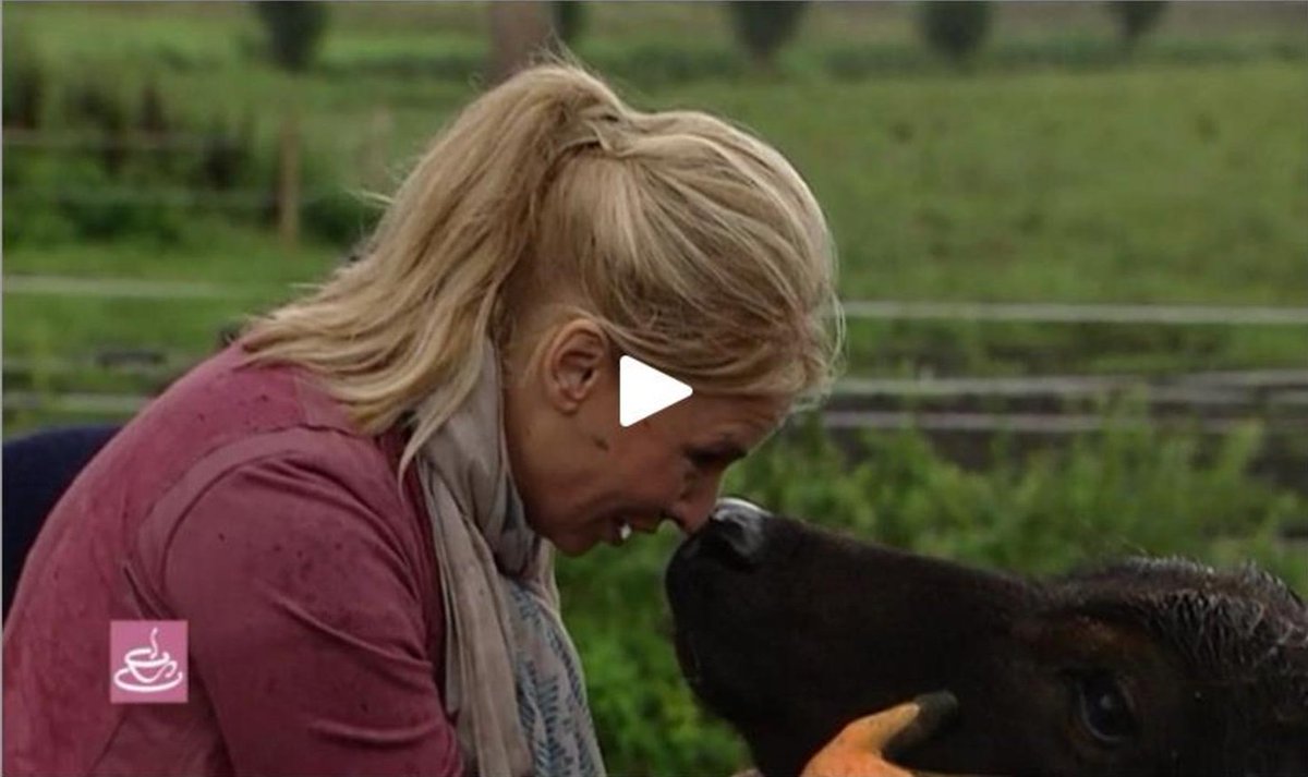 DeStoerderij's tweet photo. Hier is de link naar het item bij RTL Koffietijd. Een dikke 3 minuten stoere TV! ;-) https://t.co/tqaPQVAUMy https://t.co/tXaubSjXvk