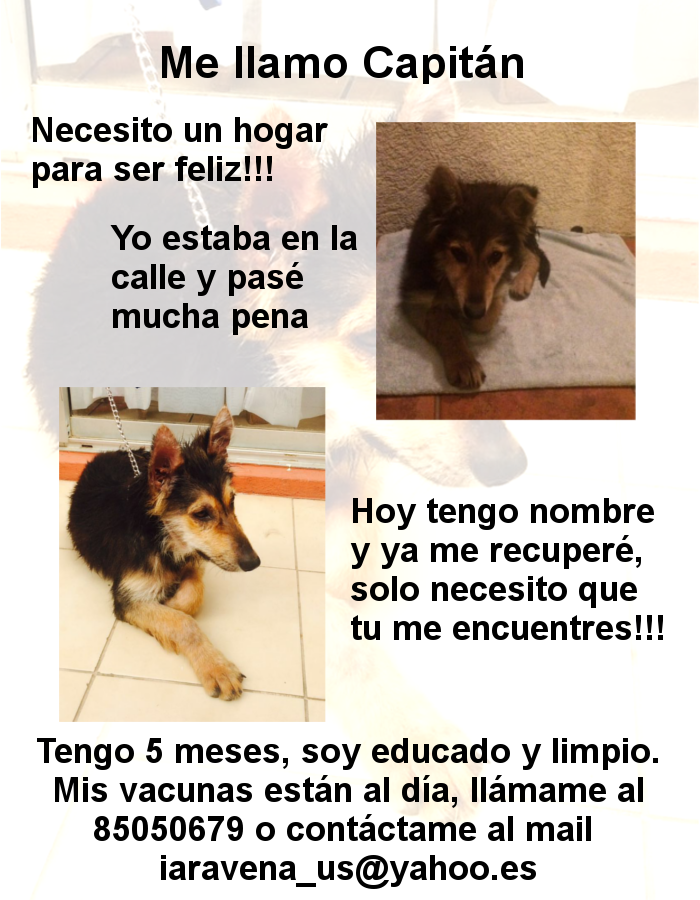 Capitán busca un nuevo hogar!!! <a href="/DonDatos/">Publicidad Chile</a> <a href="/DonDateador/">Don Dateador</a> favor RT!