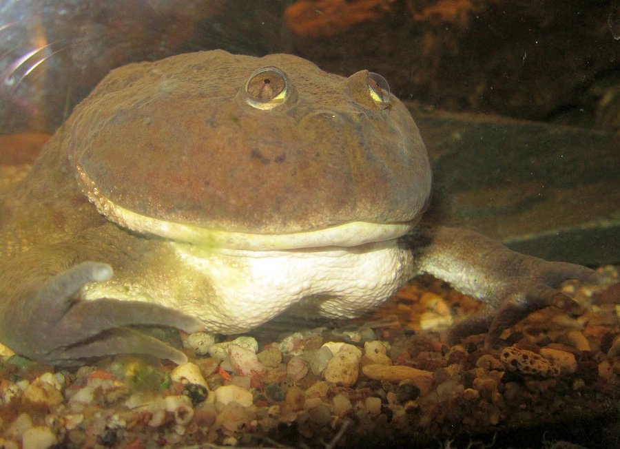 BudgettsFrogBot tweet picture