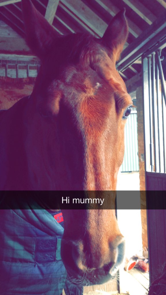 EOrfordDressage's tweet image. @anniewhittet Pimms asked to borrow my phone to send you this 💞 #PonyChat