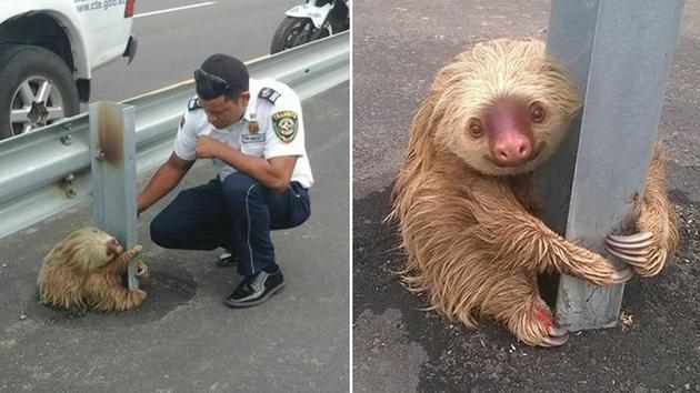 ABC7Chicago's tweet image. Adorable, but frightened sloth rescued from side of highway abc7.ws/1VkoaA0