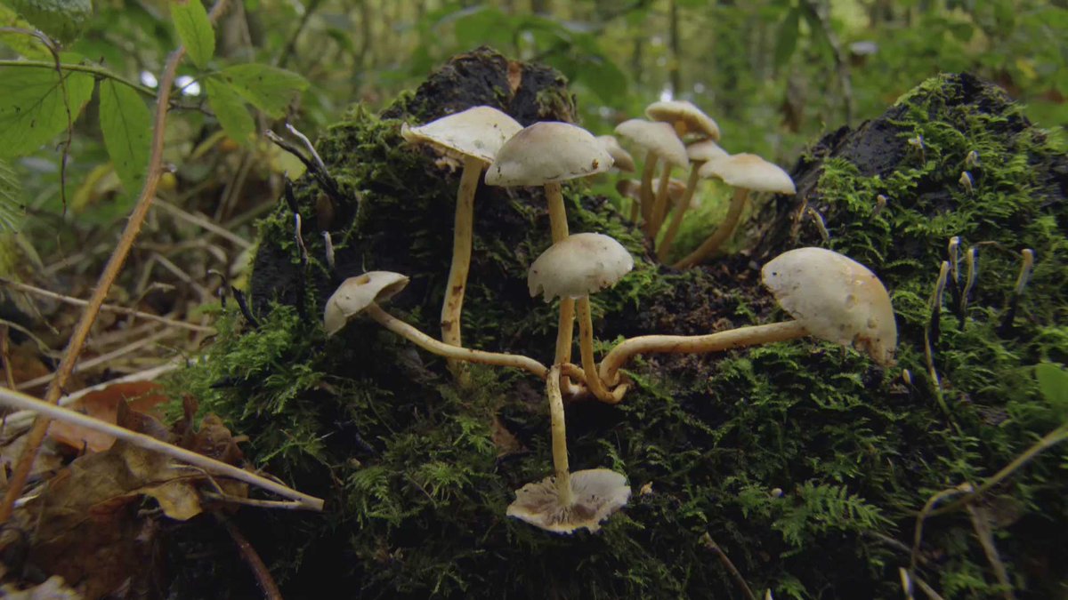 bbccouk's tweet photo. Can you spot edible mushrooms? Iolo Williams has a forage in the @BreconBeaconsNP https://t.co/idFaTkh4Bg @BBCWales https://t.co/cbRuSUSy6V
