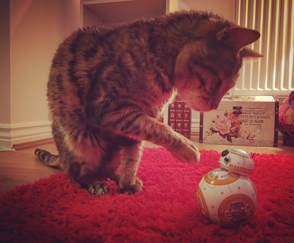 1Sophie_W's tweet photo. .@BB8 is the perfect cat companion. I think I'll keep him in my jacket pocket for daily adventures... #BB8 #RobotPal https://t.co/JixypSIcGz