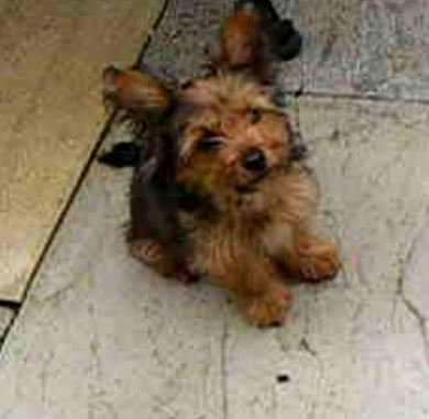 Nothing as cute as this pup. #lovemyyorkie #yorkie #bubba https://t.co/913KxXtNNm<a href="/tag/lovemyyorkie"class="tags">#lovemyyorkie</a><a href="/tag/yorkie"class="tags">#yorkie</a><a href="/tag/bubba"class="tags"><span>#bubba</span></a>