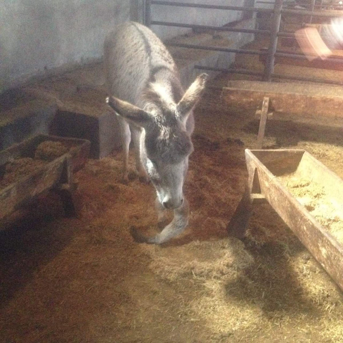 ☝Sadece birkaç günlüğüne geçici bir yerdeler. Ama sonrası için SIĞINACAKLARI BİR YER lâzım. Lütfen bolca paylaşım🙏