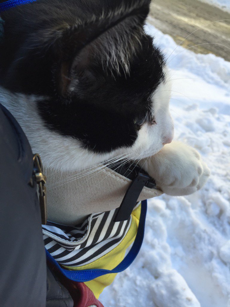 Buggy Lou tweet media