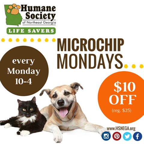 HSNEGA's tweet image. It's #MicrochipMonday! Come out for $15 microchips. That's a $10 savings! ow.ly/XuDVz #animals