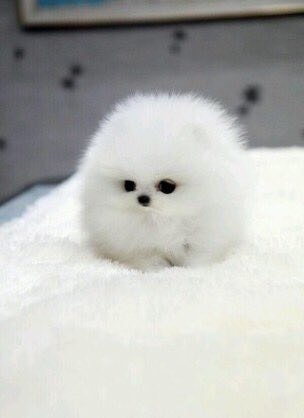 ギガちゃん効果で Twitterが天使のようなポメラニアンだらけw Matomehub まとめハブ ギガちゃん効果で Twitterが天使のようなポメラニアンだらけw Matomehub まとめハブ