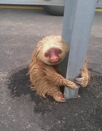CauseWereGuys's tweet photo. You've not seen love until you've seen this sloth and its pole. https://t.co/zGZ9A4Q10X