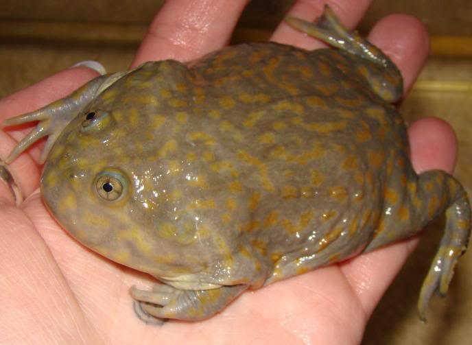 BudgettsFrogBot tweet picture
