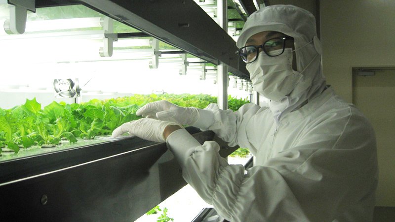 suzannelabarre's tweet image. I'll have a salad w/ a side of rat tail. Lettuce grown from a subway's hydroponic gardens: fastcodesign.com/3055821/5-idea…