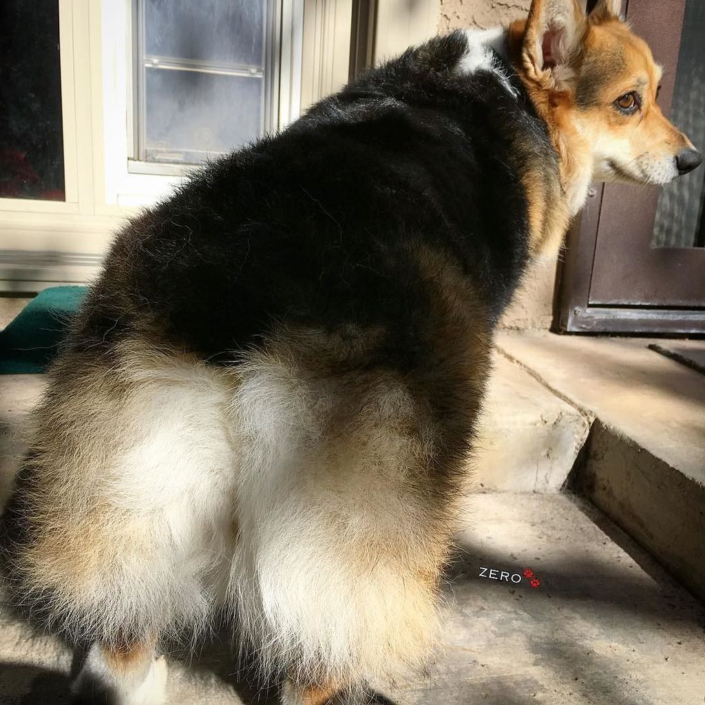 corgi_zero's tweet photo. Freshly washed fluff to start your #MomoMonday off on the right foot!
#ZeroFluffsGiven #Z… https://t.co/rM1FfnKQ5f https://t.co/sflQB51IkG
